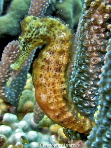 hanging sea horse by Christopher Lynch 